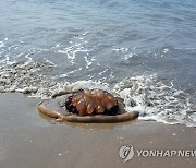 부산 해수욕장서 해파리 쏘임사고 속출…구급활동만 127건