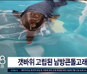 갯바위 고립된 남방큰돌고래 구조