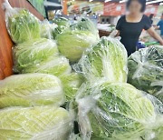 Cabbage prices skyrocket after heavy rains