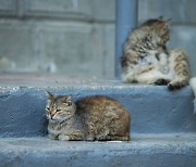 고양이 78마리 잔혹 살해…처벌수위가 징역 1년4개월?