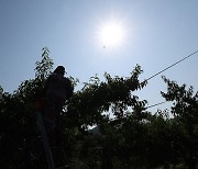 펄펄 끓는 지구촌…한반도에도 '이제껏 경험하지 못한 더위' 올까