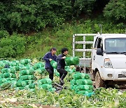 고랭지 배추 수확