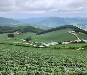 푸르름 더하는 강릉 안반데기 고랭지 배추밭