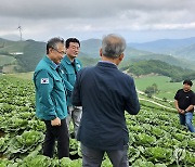 임상현 강원농업기술원장, 강릉 고랭지 배추 상황 점검