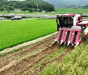 한여름에 벼 수확...비용·온실가스 줄고 소득은↑