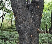 매미 울음소리에 야생동물도 괴롭다 [강석기의 과학풍경]