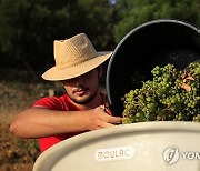 FRANCE AGRICULTURE GRAPE HARVEST