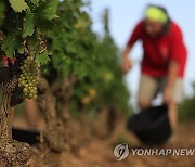 epaselect FRANCE AGRICULTURE GRAPE HARVEST