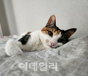 "저도 고양이 키워요" 급증했다…반려견 수 절반 육박