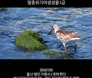 “어? 저 새는...” 등교 중에도 새 보던 중학생, 멸종위기종 발견