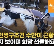 은퇴한 인명구조견 수안이 근황 보니…"호스피스 치료 중"