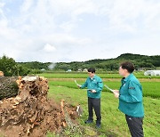 폭우로 부러진 경기 포천 ‘천연기념물 오리나무’ 후계목 생산한다