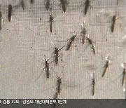 장마 뒤 폭염에 말라리아 비상…밝은 색 긴옷 입어야