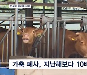 전국이 불가마…가축 '헉헉', 양식장 비상