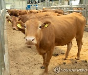 '한우키우면 마리당 200만원 적자'…부안군의회, 농가 지원 건의