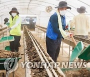 이석용 NH농협은행장, 수해 농가 복구 봉사활동