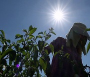 114년 관측 이래 가장 더웠다…밤낮없이 '펄펄' 끓은 한반도