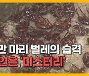 [단독] "사체 위에 사체가" 사찰 덮친 원인 모를 '벌레 떼'.. 무슨 일?