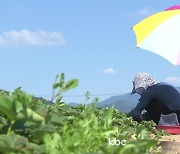 전국 폭염특보..주말도 '찜통더위'에 소나기