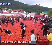 화천 토마토 축제 개막…볼거리·체험 다채