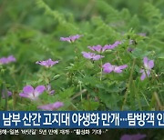 강원 남부 산간 고지대 야생화 만개…탐방객 인기