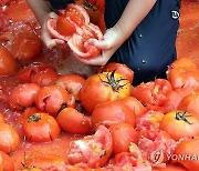 화천토마토축제 '반지야 나와라'