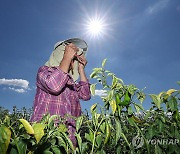 금산·공주·아산 35도…폭염특보에 온열질환 신고 5건 접수