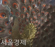 숙명여고생들이 3년간 만든 작품! 단돈 3000원에 즐길 마지막 기회 [미미상인]