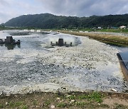 진천서 단전사고로 양어장 메기 100t 폐사…재산피해 5억원