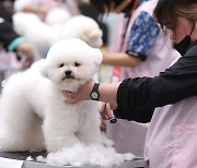 "반려견 등록 필수…9월까지 자진신고"