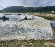 메기 100여톤 떼죽음 진실공방…양어장 "책임 회피" 한전 "고객 수전설비 문제"