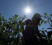 전남 순천서 밭일하던 90대 숨져…온열질환 추정