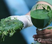 '연례행사' 낙동강 녹조…경남도·환경단체 해법 입장차