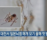 대전서 일본뇌염 매개 모기 올해 첫 발견