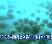 제주 해역 노무라입깃해파리 출현 증가…개체 수 10배 늘어