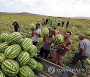 TUNISIA AGRICULTURE