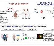 뇌사자 신장이식 성공률 높일 새로운 진단법 개발