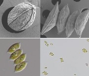서천 국립해양생물자원관, 미세조류 배양방법 특허출원