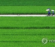 [날씨] 입추지만, 가을은 저 멀리…낮 최고 36도 폭염 속 강한 소나기