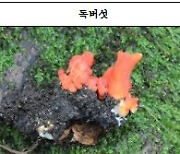 폭염 속 독버섯 급증…여름철 야생버섯 중독사고 주의해야