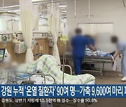 강원 누적 ‘온열 질환자’ 90여 명…가축 9,600여 마리 피해