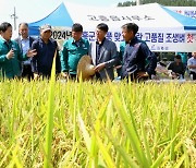 "푹푹 찌는데…" 고흥서 햅쌀용 나락 첫 수확