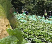 폭염에 더위 먹은 배추…'김장 물가' 비상