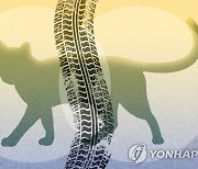 제주 로드킬 연간 5천건 이상 발생…고양이 다수