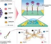 극미량의 코로나 변종까지 수초 내 감지하는 압타머 기반 바이오센서 개발