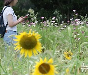 [오늘의 날씨]제주(7일, 수)…곳곳 소나기·낮 최고 33도