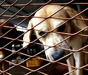 Law to ban dog meat takes effect