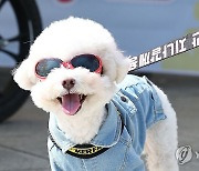 서울보건환경연구원, 강아지·고양이 사료 검사…모두 '적합'