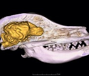 개의 뇌는 가축화 때문에 작아졌나…"야생 진화범위 안 벗어나"