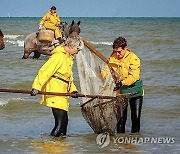 BELGIUM SHRIMP FISHING HORSEBACK